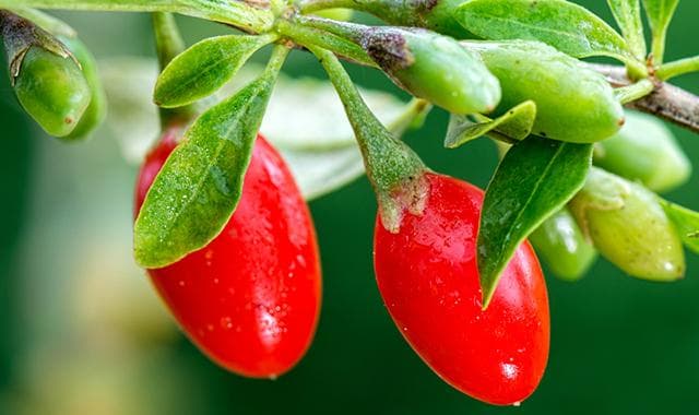 10 Amazing Benefits of Goji Berry Face Cream for Healthy, Glowing Skin