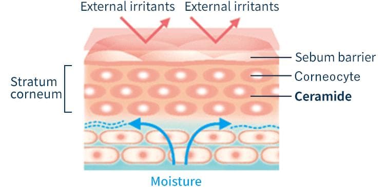 Ceramides in Skincare: Benefits, Uses & Why Your Face Cream Needs Them